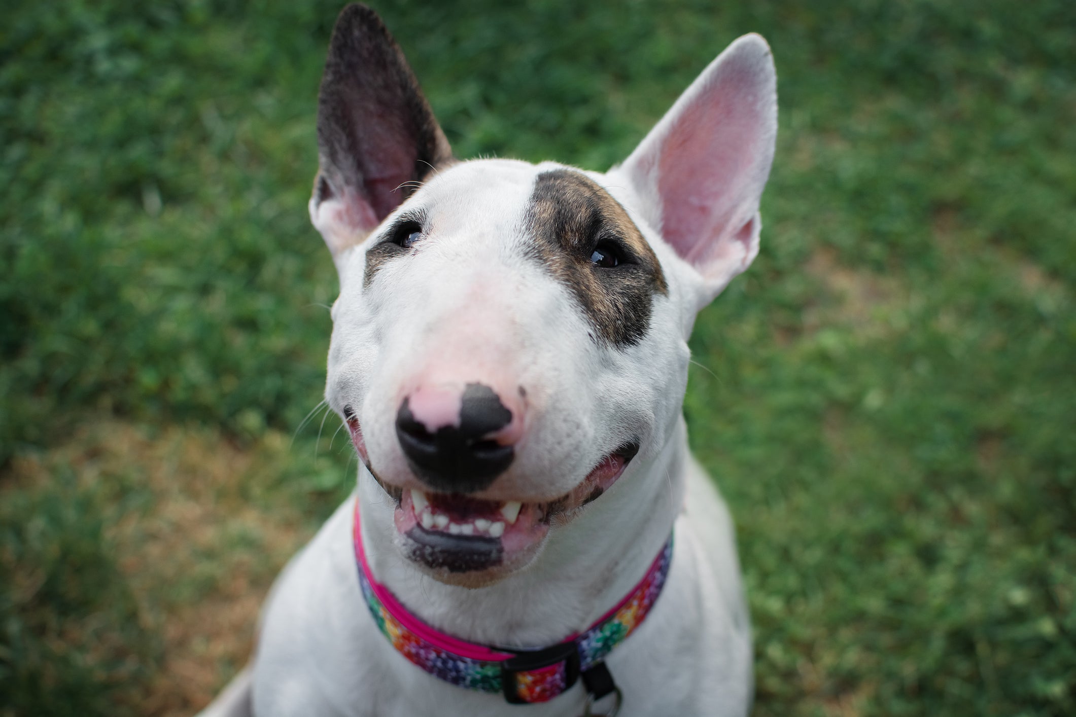 Bull Terrier