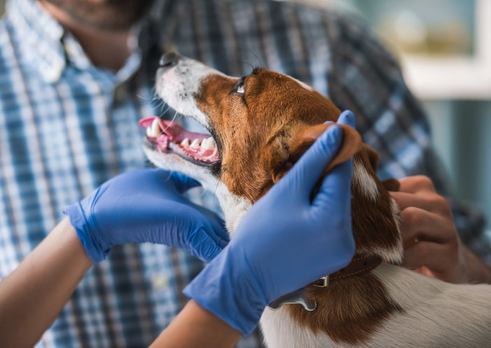 Pancreatitis in Dogs | Causes, Prevention & What Foods To Avoid