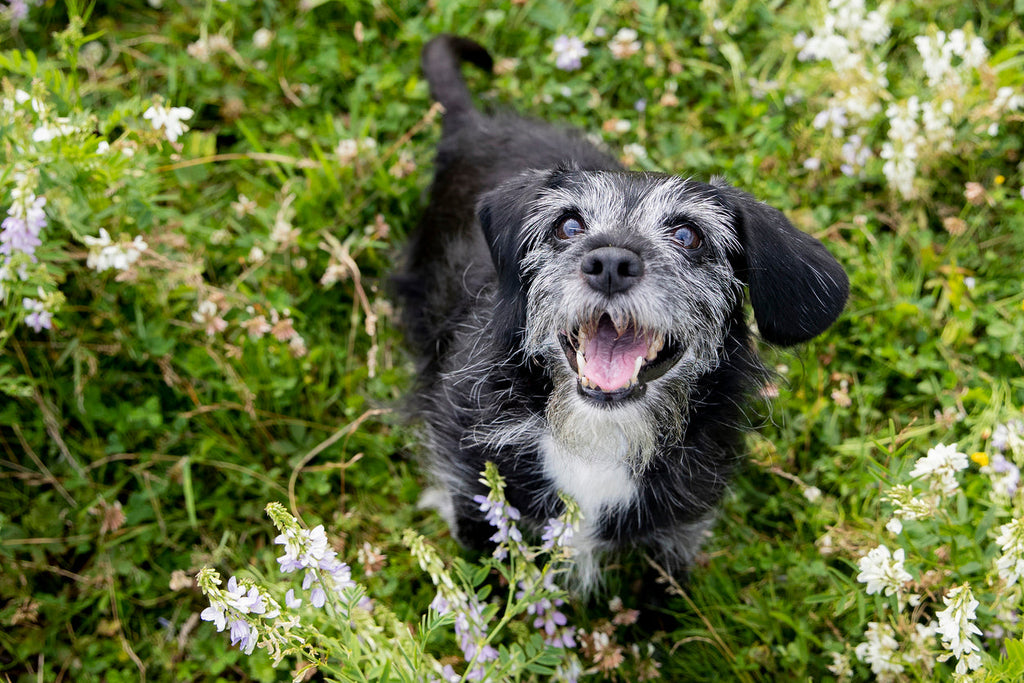 Senior Pets | How Aging Affects Your Pets Nutritional Needs