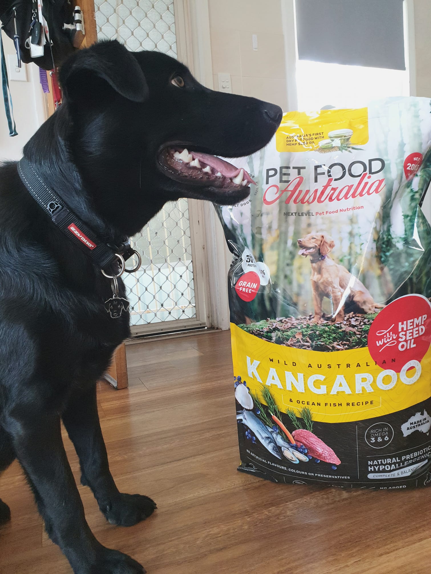 Australian greyhound food best sale