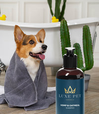 washing-pet-dog-home